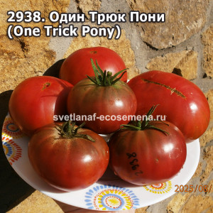 Один Трюк Пони  (One Trick Pony)