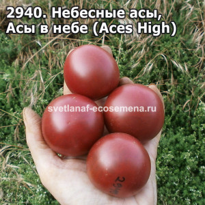 Асы в небе (Aces High) 