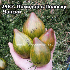 Помидор в Полоску  Чански