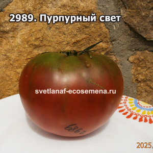 Пурпурный свет