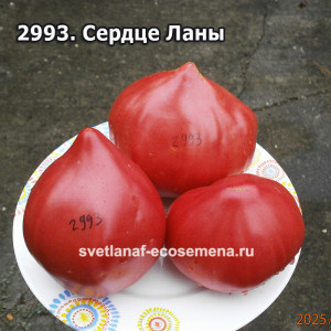 Сердце Ланы