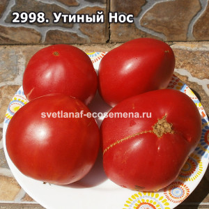 Утиный Нос (Duck nose)
