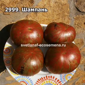 Шампань