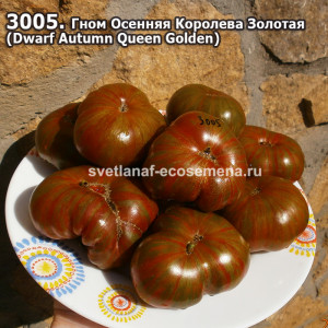 Гном Осенняя Королева Золотая (Dwarf Autumn Queen Golden)