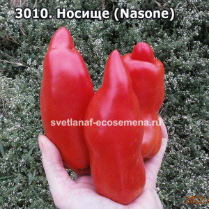 Носище (Nasone)