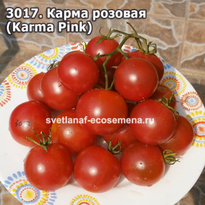 Карма розовая (Karma Pink)