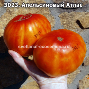 Апельсиновый Атлас 