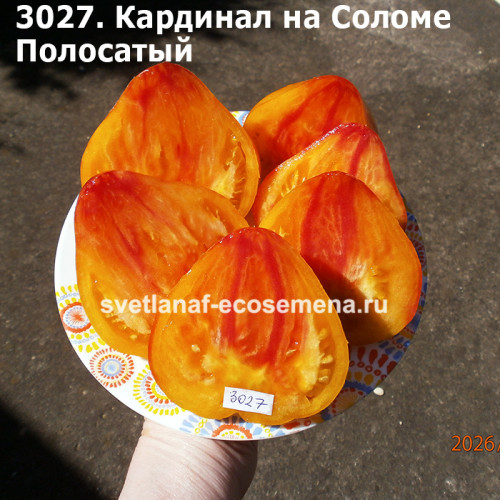 Кардинал на Соломе Полосатый