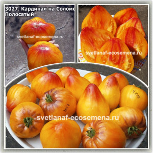 Кардинал на Соломе Полосатый