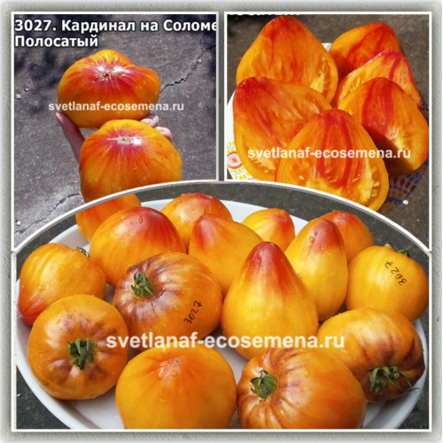 Кардинал на Соломе Полосатый