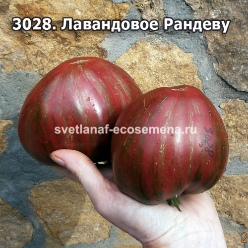 Лавандовое Рандеву