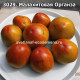Малахитовая Органза