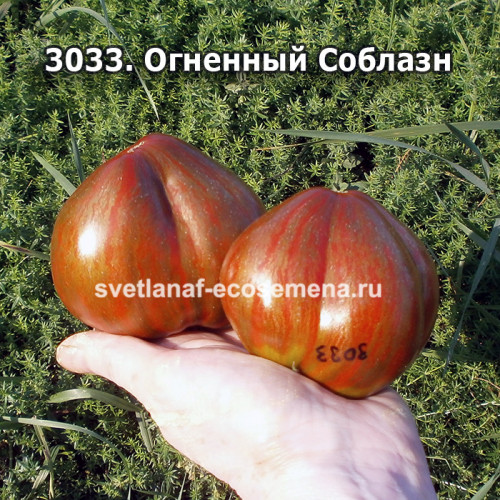 Огненный Соблазн (Fiery Temptation)