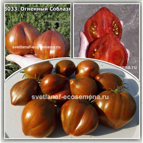 Огненный Соблазн (Fiery Temptation)