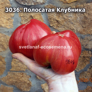Полосатая Клубника