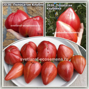 Полосатая Клубника