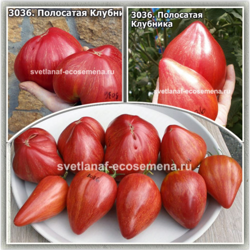 Полосатая Клубника
