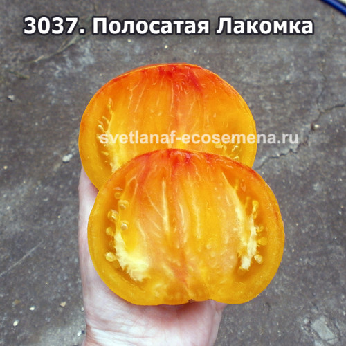 Полосатая Лакомка