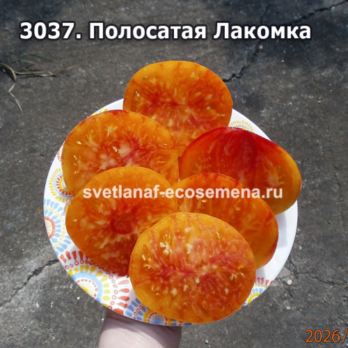 Полосатая Лакомка