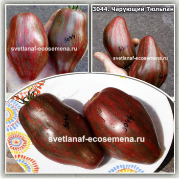 Чарующий Тюльпан