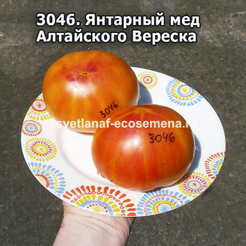 Янтарный мед Алтайского Вереска