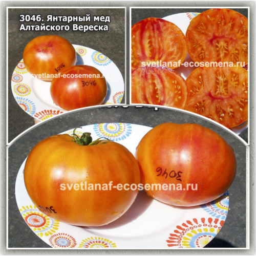 Янтарный мед Алтайского Вереска