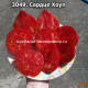 Сердце Хоуп (Hope's Heart)