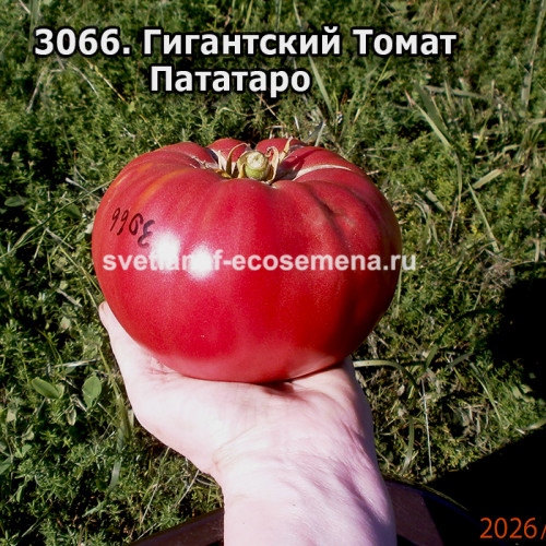 Гигантский Томат Пататаро (Pomodoro Gigante Patataro)