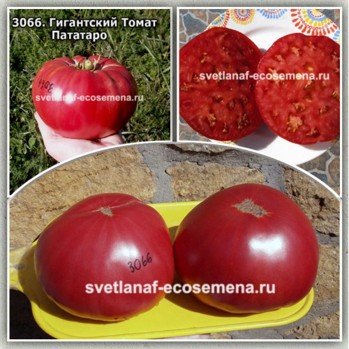 Гигантский Томат Пататаро (Pomodoro Gigante Patataro)