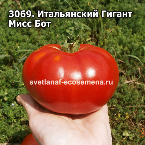 Итальянский Гигант Мисс Бот (Mrs. Bot’s Italian Giant)