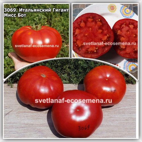 Итальянский Гигант Мисс Бот (Mrs. Bot’s Italian Giant)