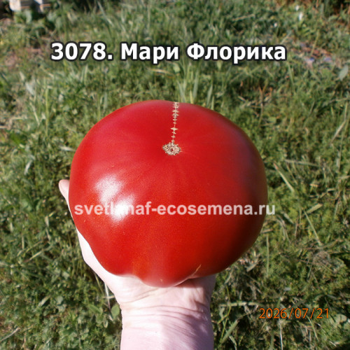 Mari Florica (Мари Флорика)