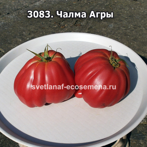 Чалма Агры (Turbante di Agra)