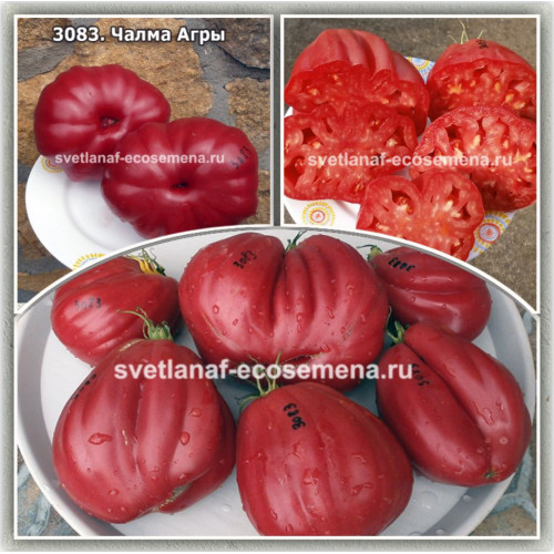 Чалма Агры (Turbante di Agra)