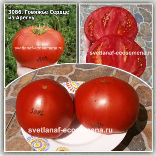 Говяжье Сердце из Арегну (Coeur de Boeuf d'Aregnu)