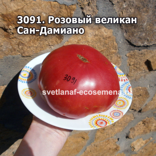 Розовый великан Сан-Дамиано (Gigante Rosa di San Damiano Macra)