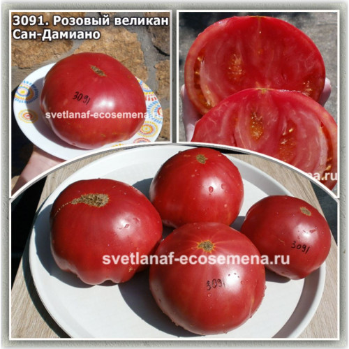 Розовый великан Сан-Дамиано (Gigante Rosa di San Damiano Macra)