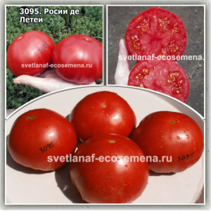Росси де Летеа (Rosii de Letea)