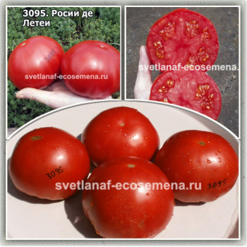 Росси де Летеа (Rosii de Letea)