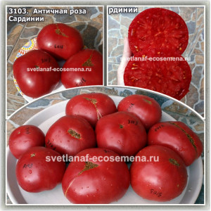  Античная роза Сардинии