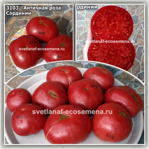 Античная роза Сардинии (Rosa Antica della Sardegna)