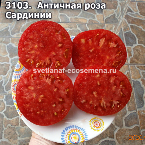 Античная роза Сардинии (Rosa Antica della Sardegna)