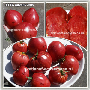 Адонис анто (Blue Adonis) 