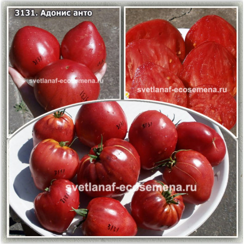 Адонис анто (Blue Adonis) 
