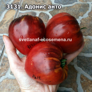 Адонис анто (Blue Adonis) 