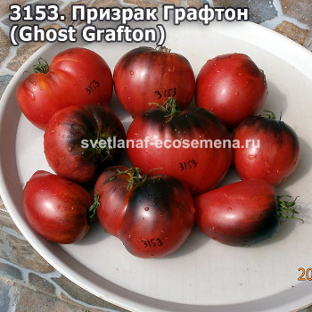 Призрак Графтон (Ghost Grafton)