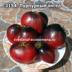 Пурпурный ангел (Purple Angel)