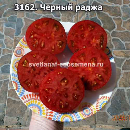 Чёрный раджа (Black Raja)