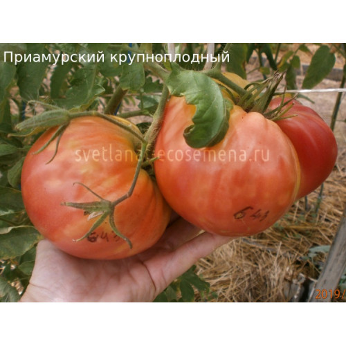 Приамурский крупноплодный