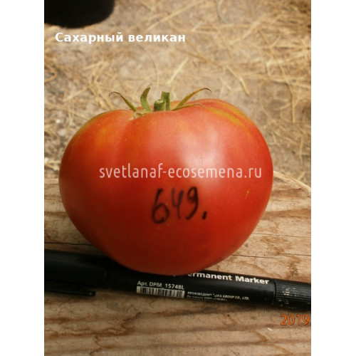 Сахарный великан